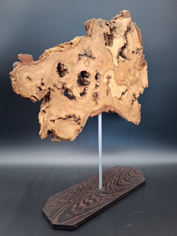 Loupe de chêne live edge sur piètement