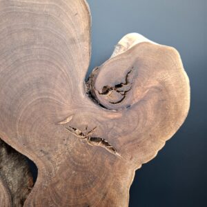 Racine de noyer live edge sur piètement – Image 4