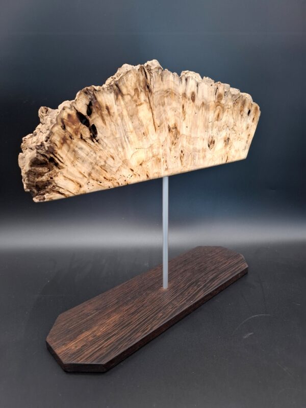 Loupe de platane vermoulue live edge sur piètement